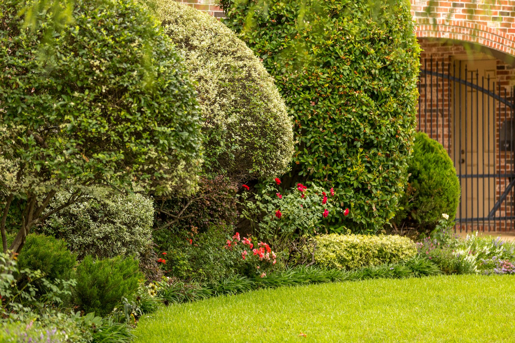 7 Texas Evergreen Shrubs Perfect for Your North Texas Landscape